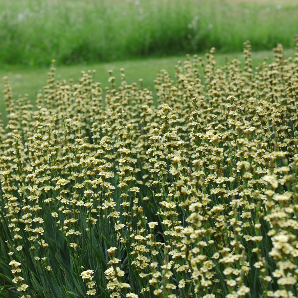 Sisyrinchium striatum