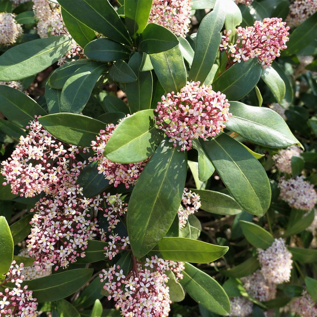 Skimmia japonica Godrie's Dwarf - Skimmia du Japon nain