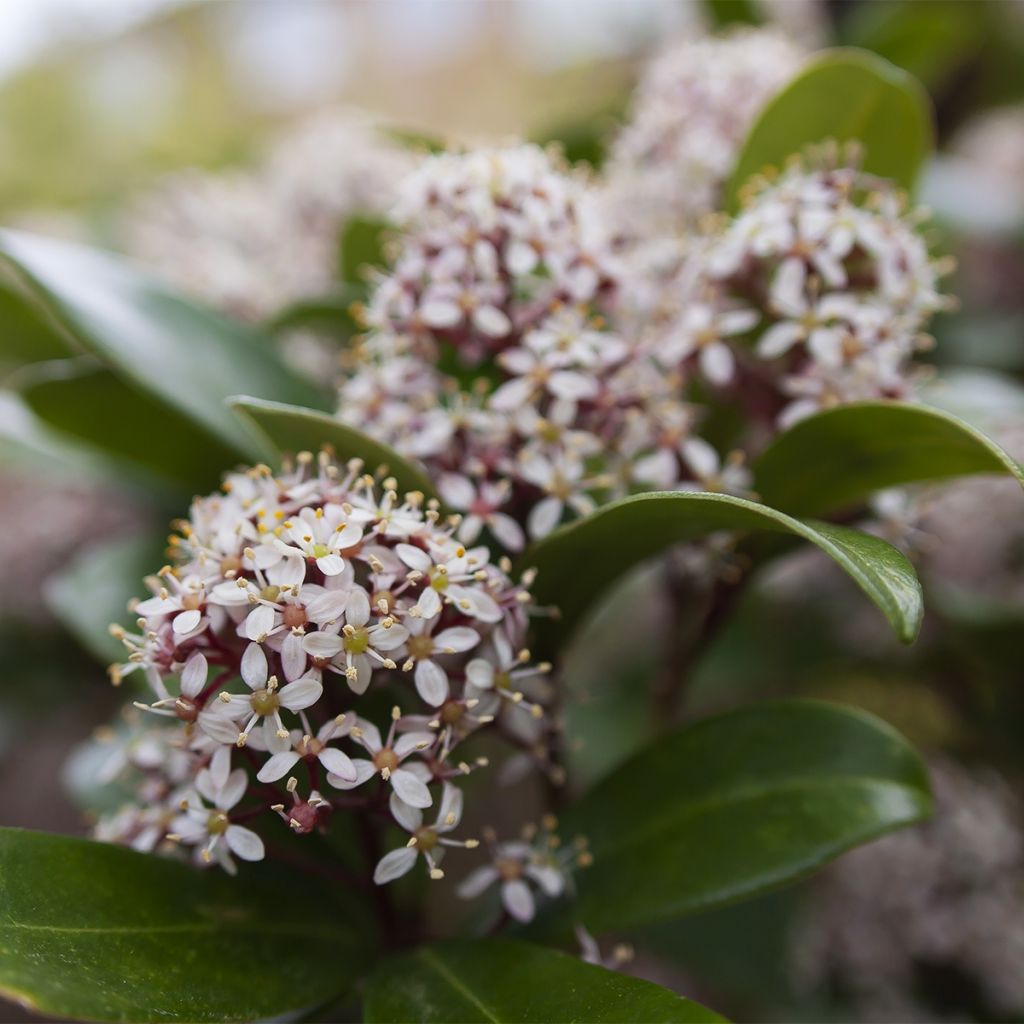 Skimmia japonica Godrie's Dwarf - Skimmia du Japon nain