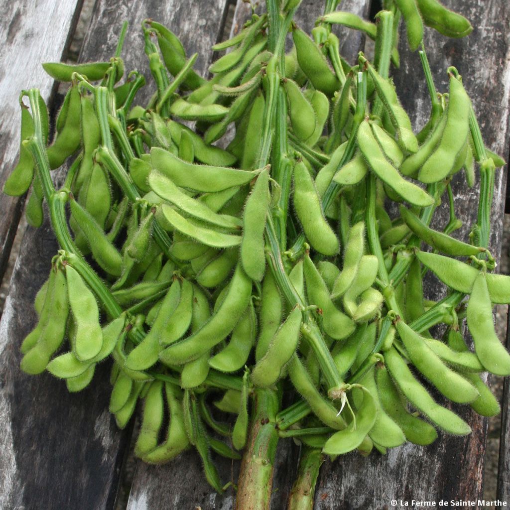 Soja Edamame Chiba Green en graines Bio - Ferme de Sainte Marthe