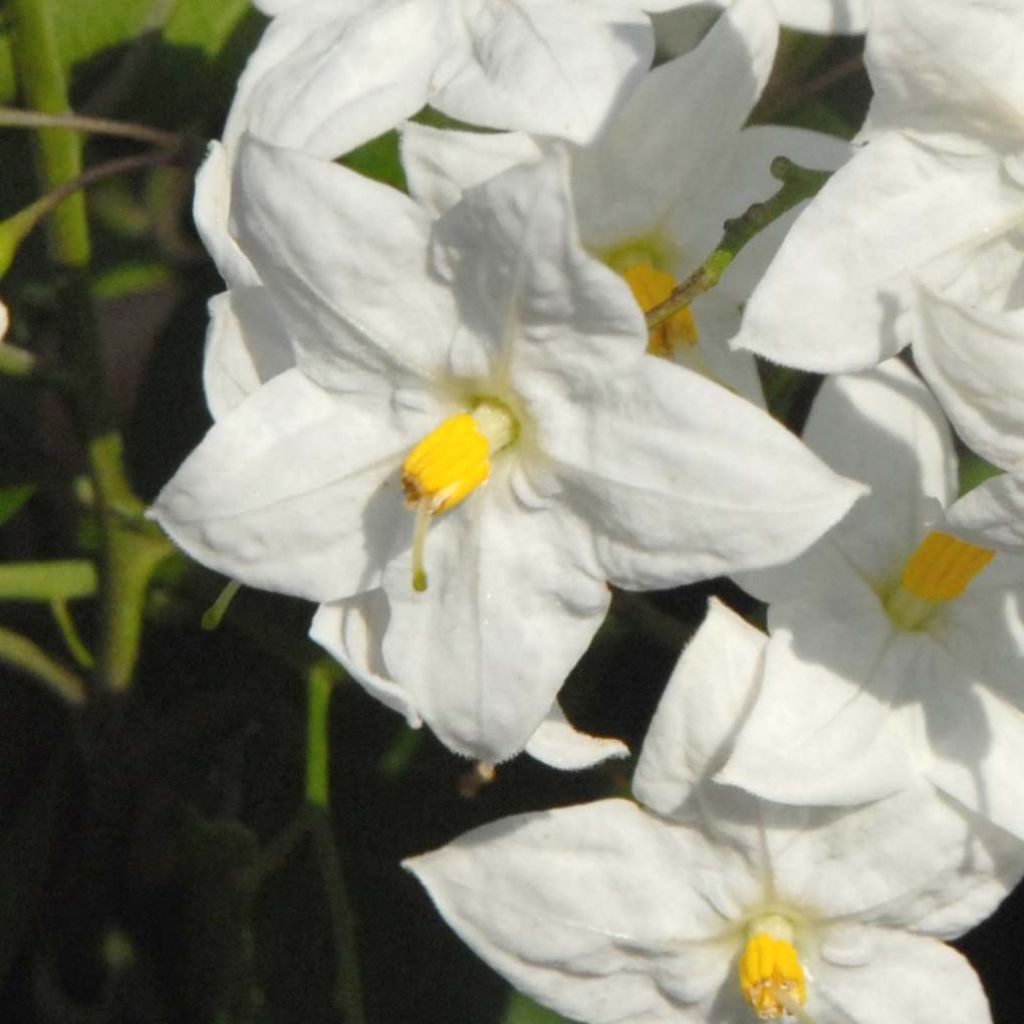 Solanum jasminoides - Etoile de Bethléem