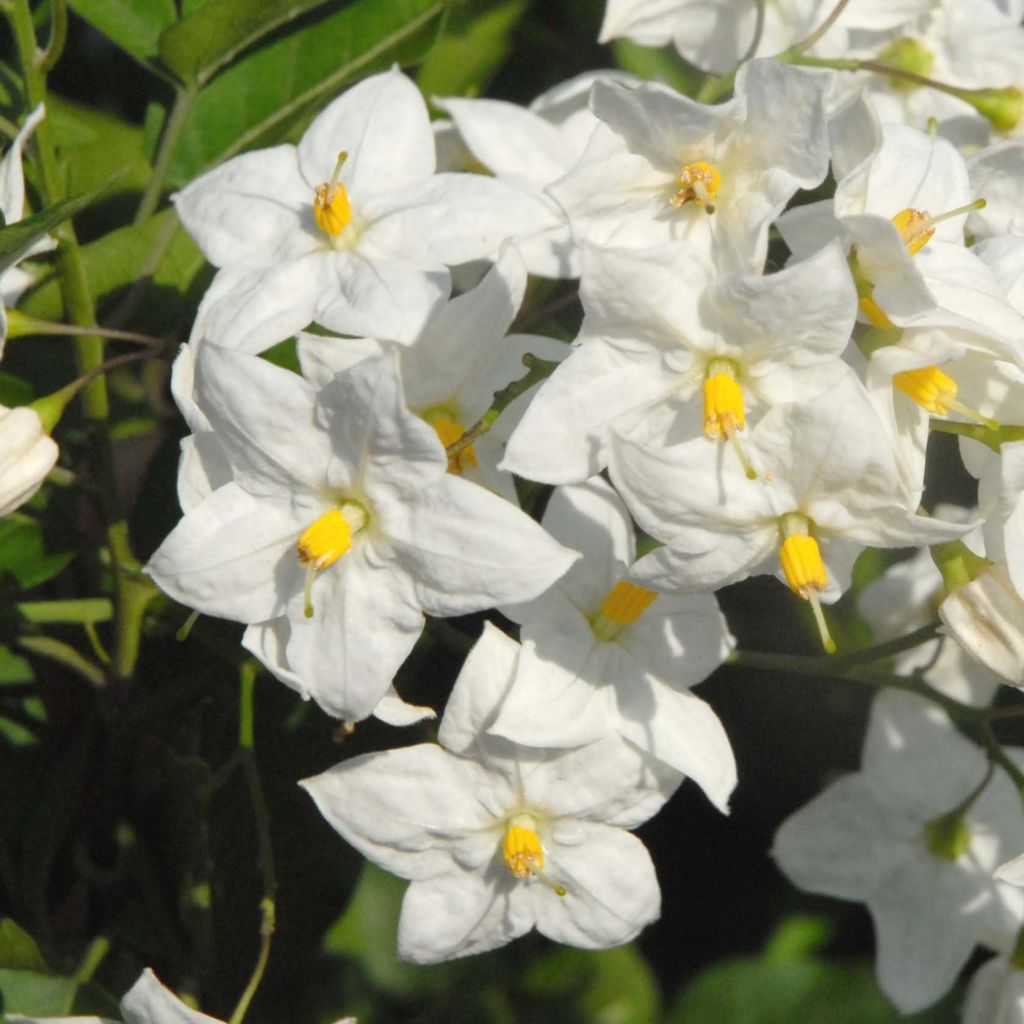 Solanum jasminoides - Etoile de Bethléem