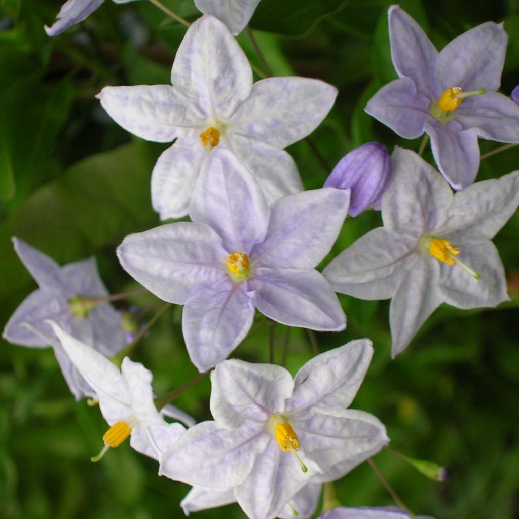 Solanum jasminoides Bleu - Morelle faux-jasmin