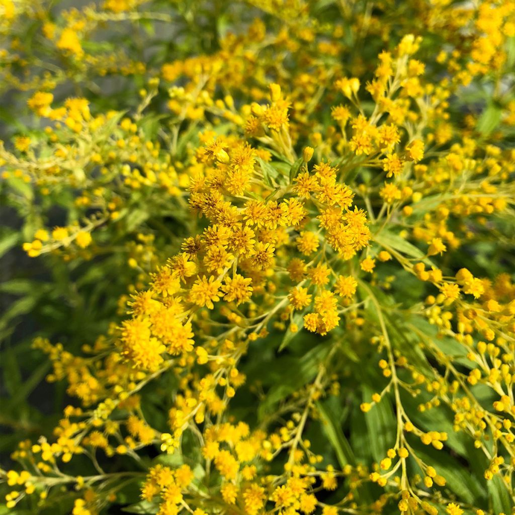 Solidago Golden Mosa - Verge d'or