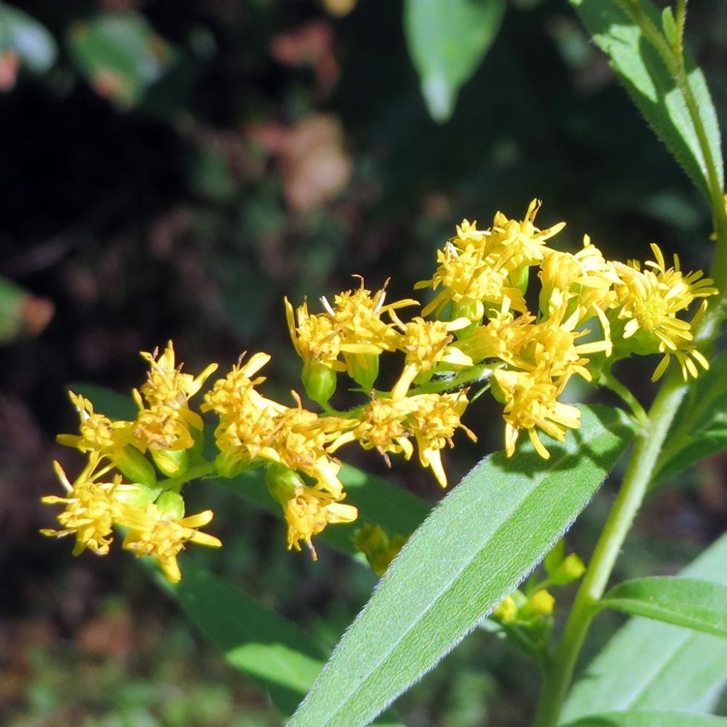 Verge d'or du Canada - Solidago canadensis