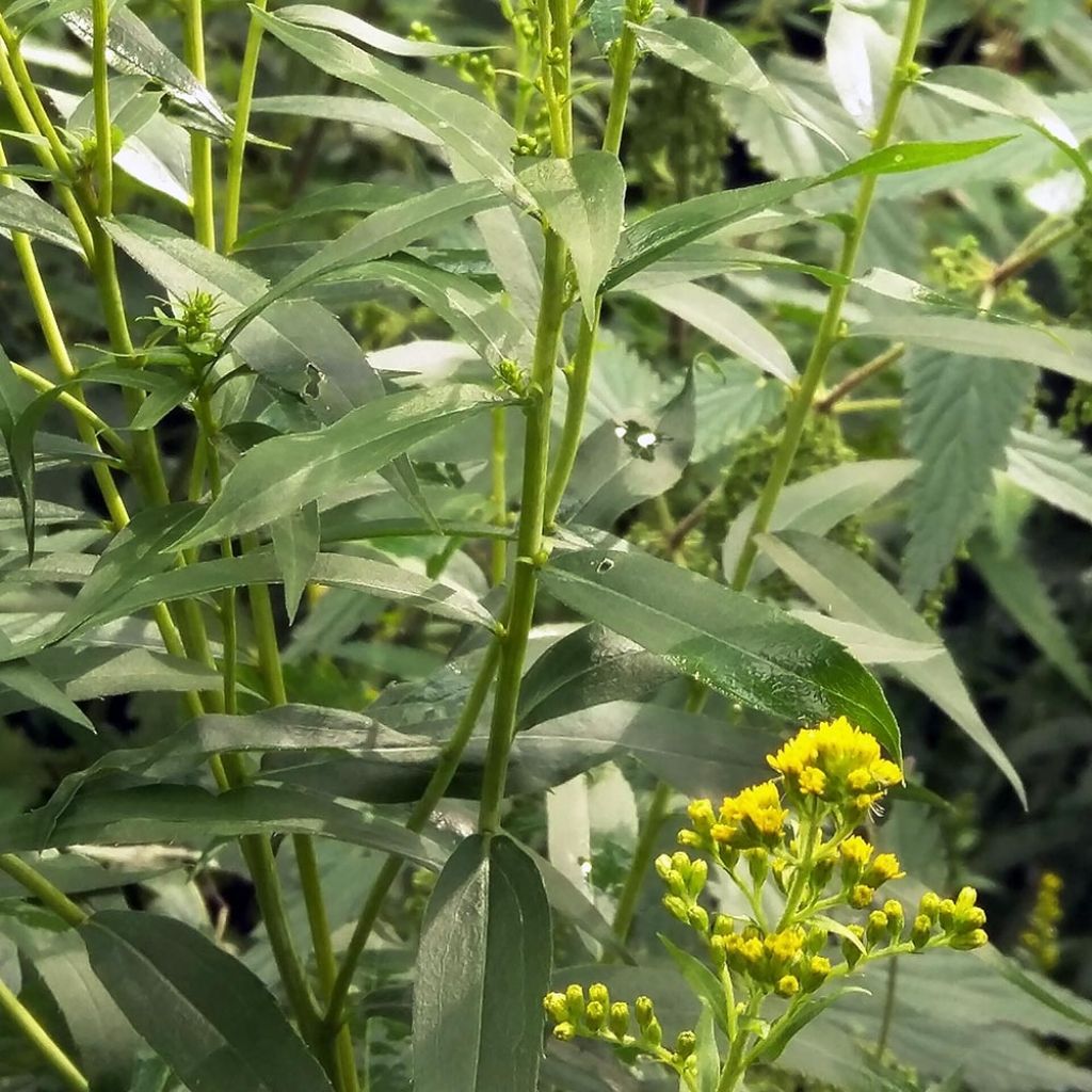 Verge d'or du Canada - Solidago canadensis