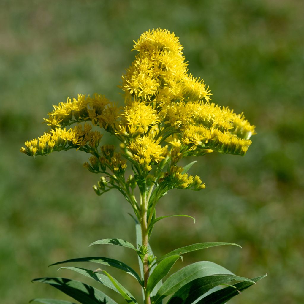 Solidago canadensis Golden Baby - Verge d'or du Canada naine