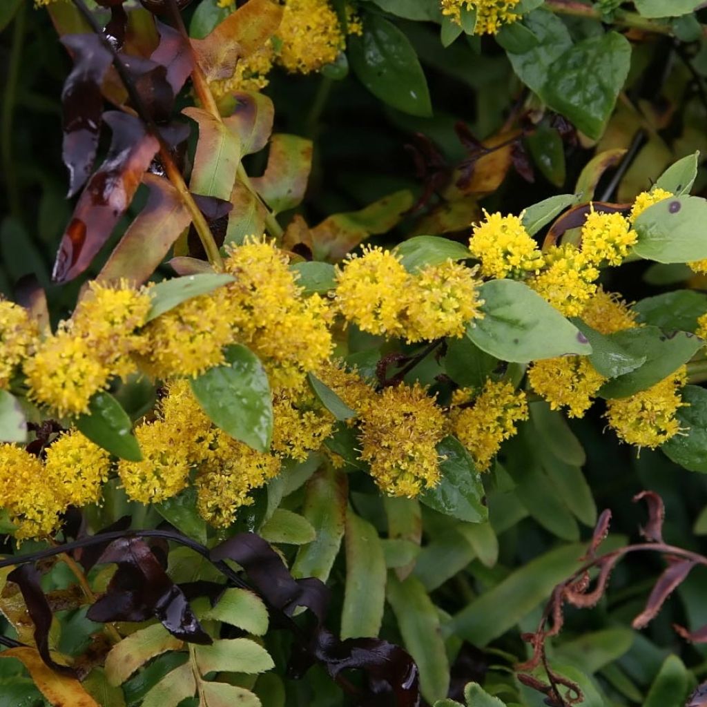 Verge d'or naine Golden Fleece - Solidago sphacelata Golden Fleece