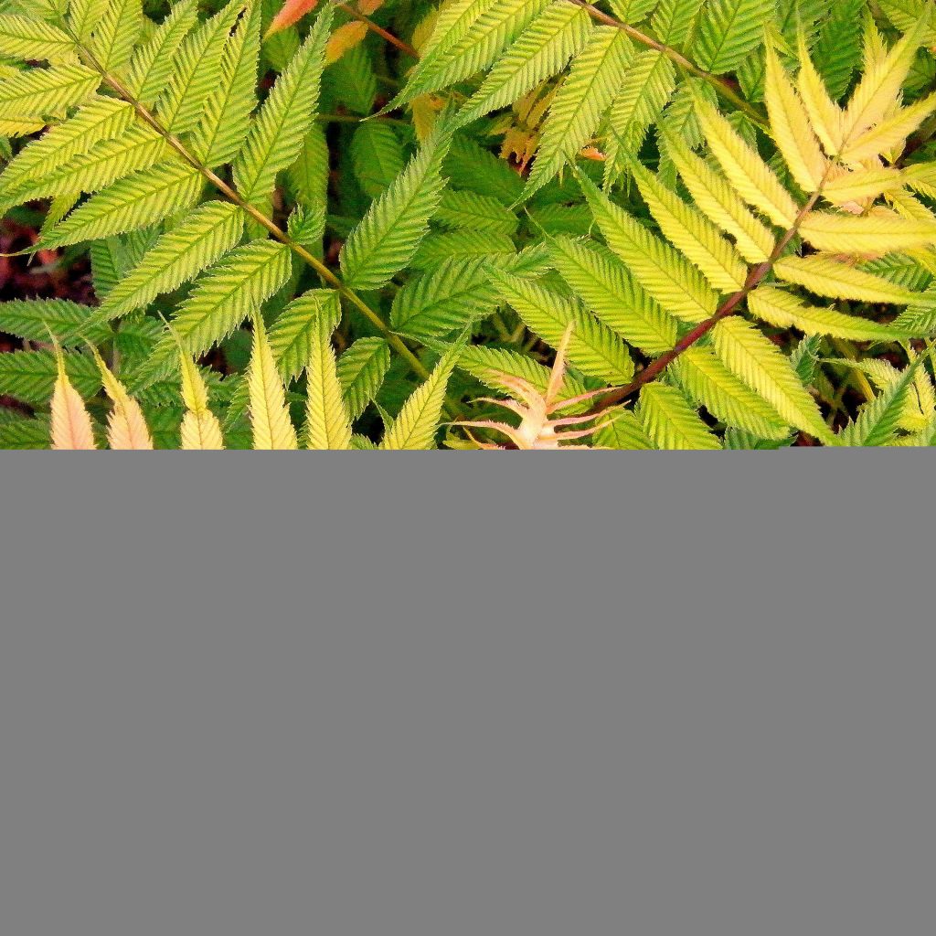 Sorbaria sorbifolia Sem - Fausse Spirée à feuilles de sorbier