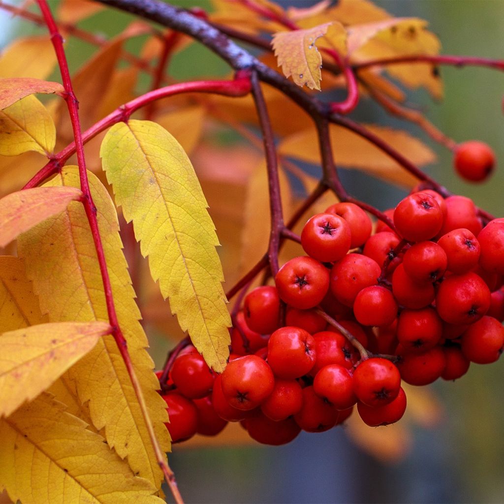 Sorbier des oiseleurs - Sorbus aucuparia Sheerwater Seedling