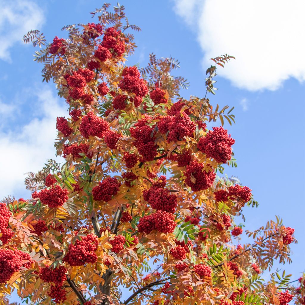 Sorbier des oiseleurs - Sorbus aucuparia Sheerwater Seedling