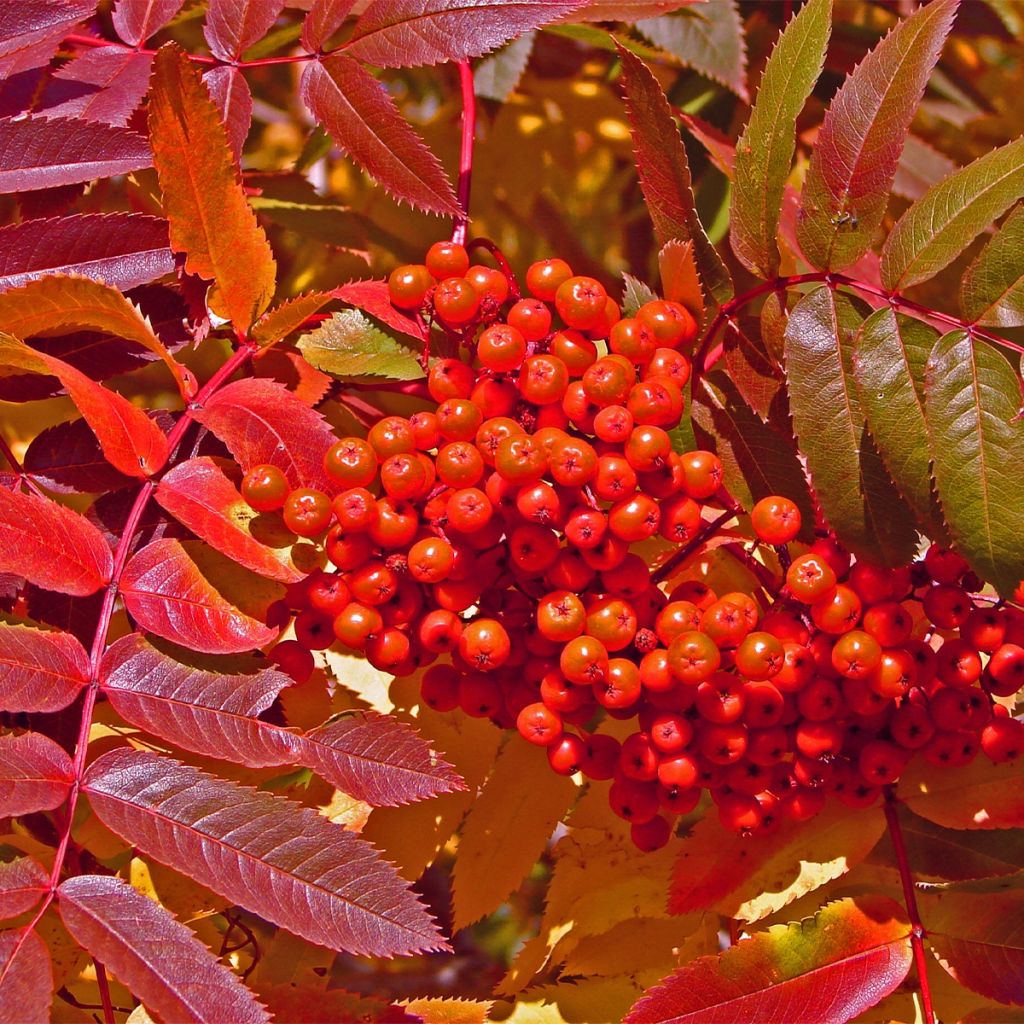 Sorbier des oiseleurs - Sorbus aucuparia Sheerwater Seedling