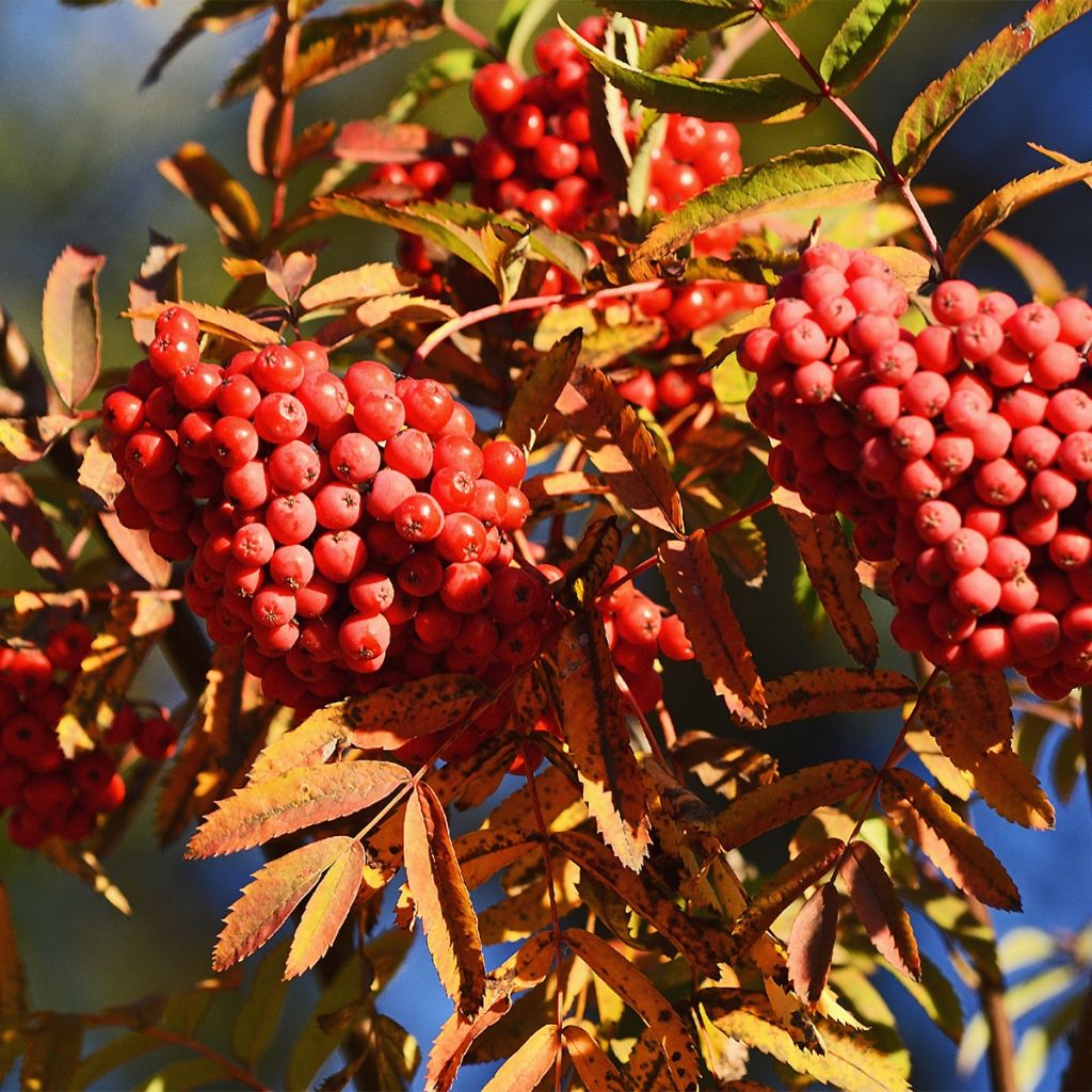 Sorbier des oiseleurs - Sorbus aucuparia Sheerwater Seedling