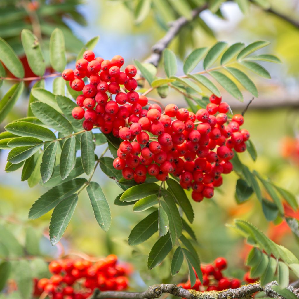 Sorbier des oiseleurs - Sorbus aucuparia Wettra