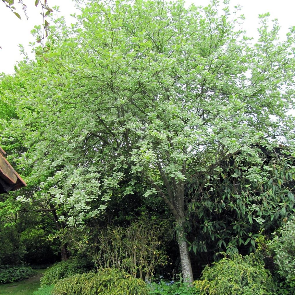 Alisier blanc - Sorbus aria Lutescens
