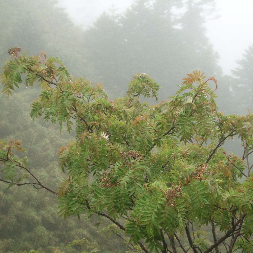 Sorbus randaiensis - Sorbier de Randai, de Taïwan.