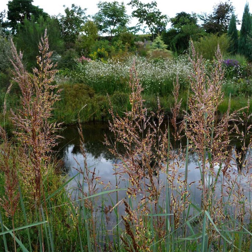 Sorghastrum nutans Sioux Blue - Herbe des Indiens bleu métallique