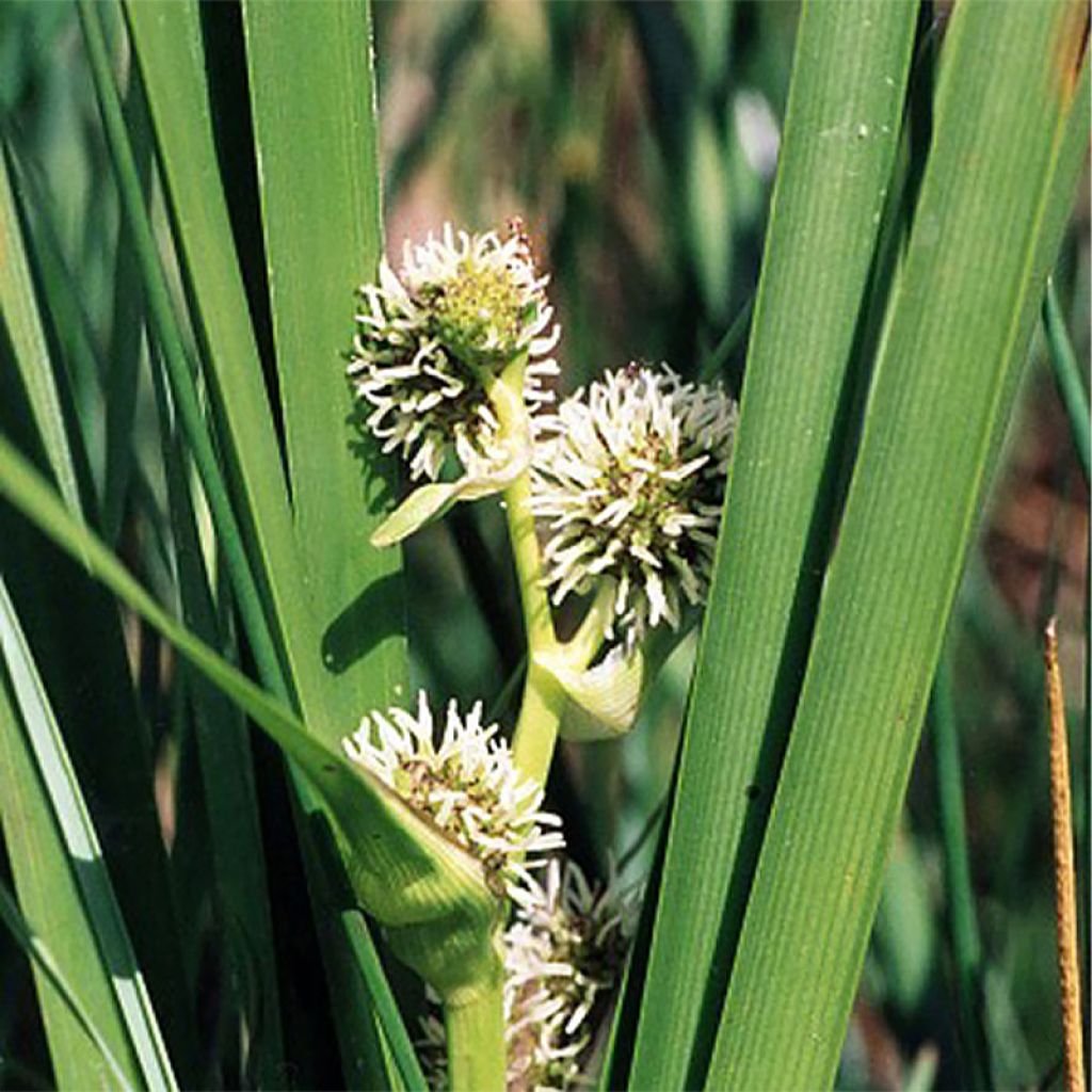 Sparganium erectum (= ramosum) - Ruban d'eau, Rubannier dressé 