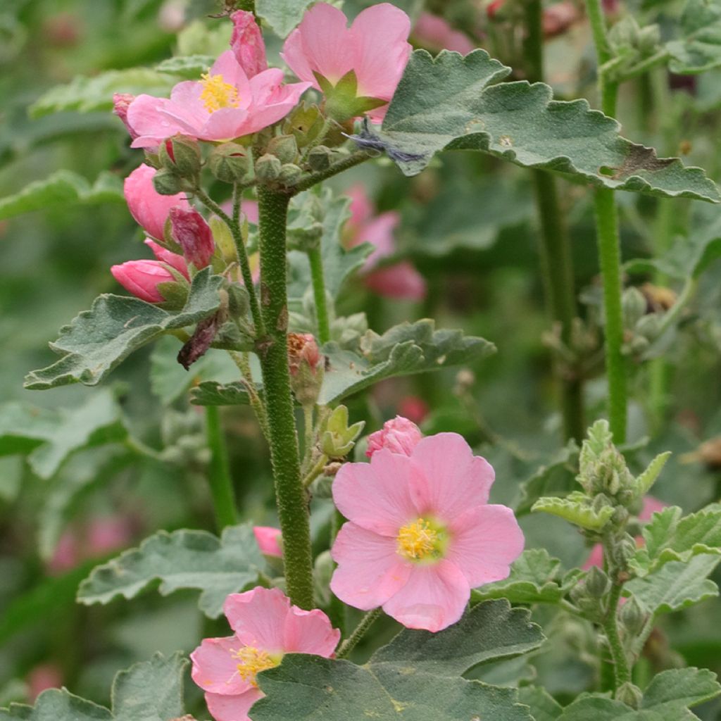 Sphaeralcea hybride Charmeuse - Mauve du Désert