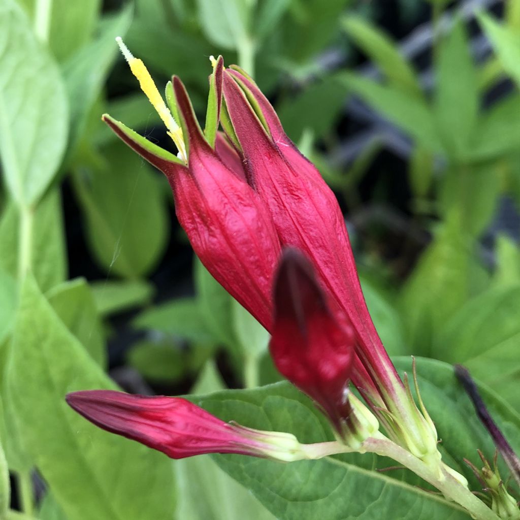 Spigelia marilandica - Spigélie du Maryland