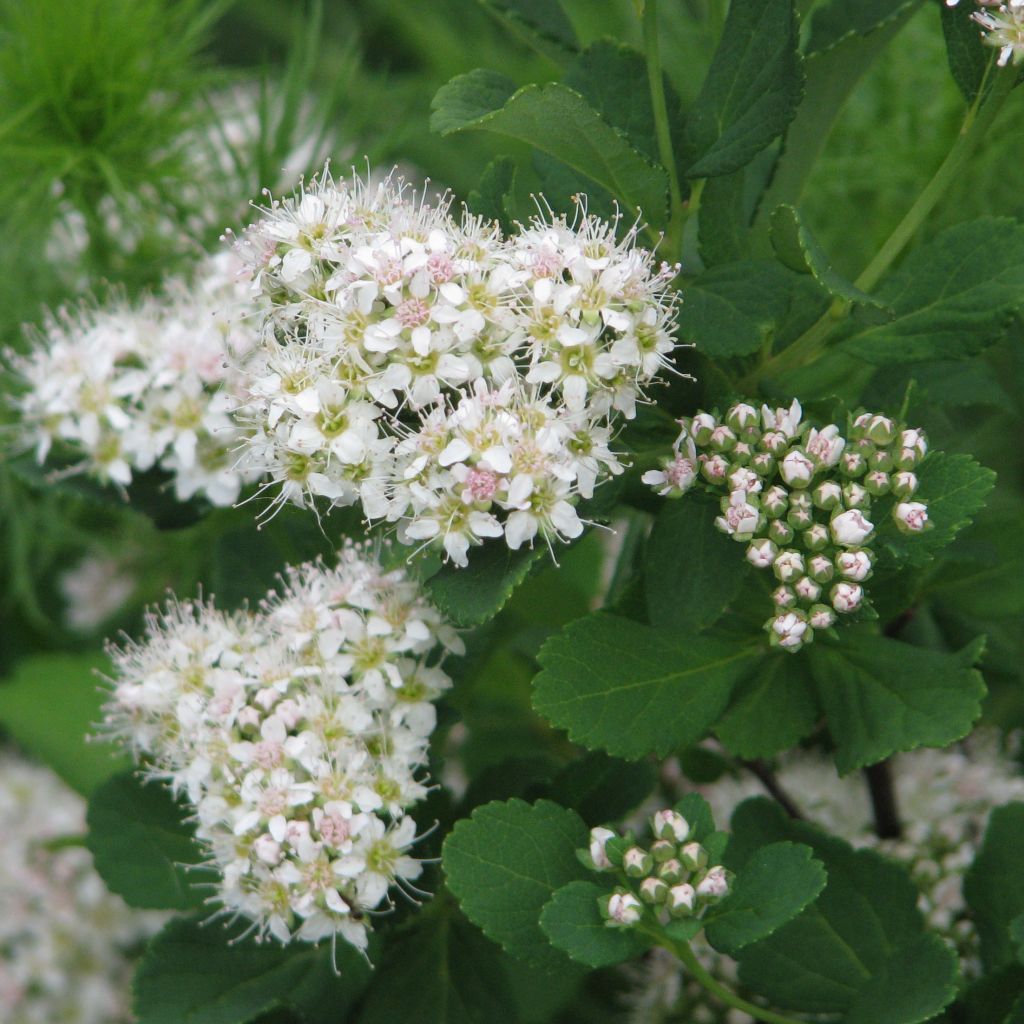 Spirée à feuilles de bouleau Tor - Spiraea betulifolia