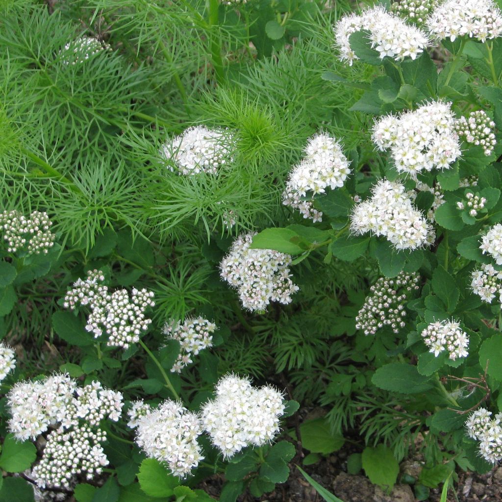 Spirée à feuilles de bouleau Tor - Spiraea betulifolia