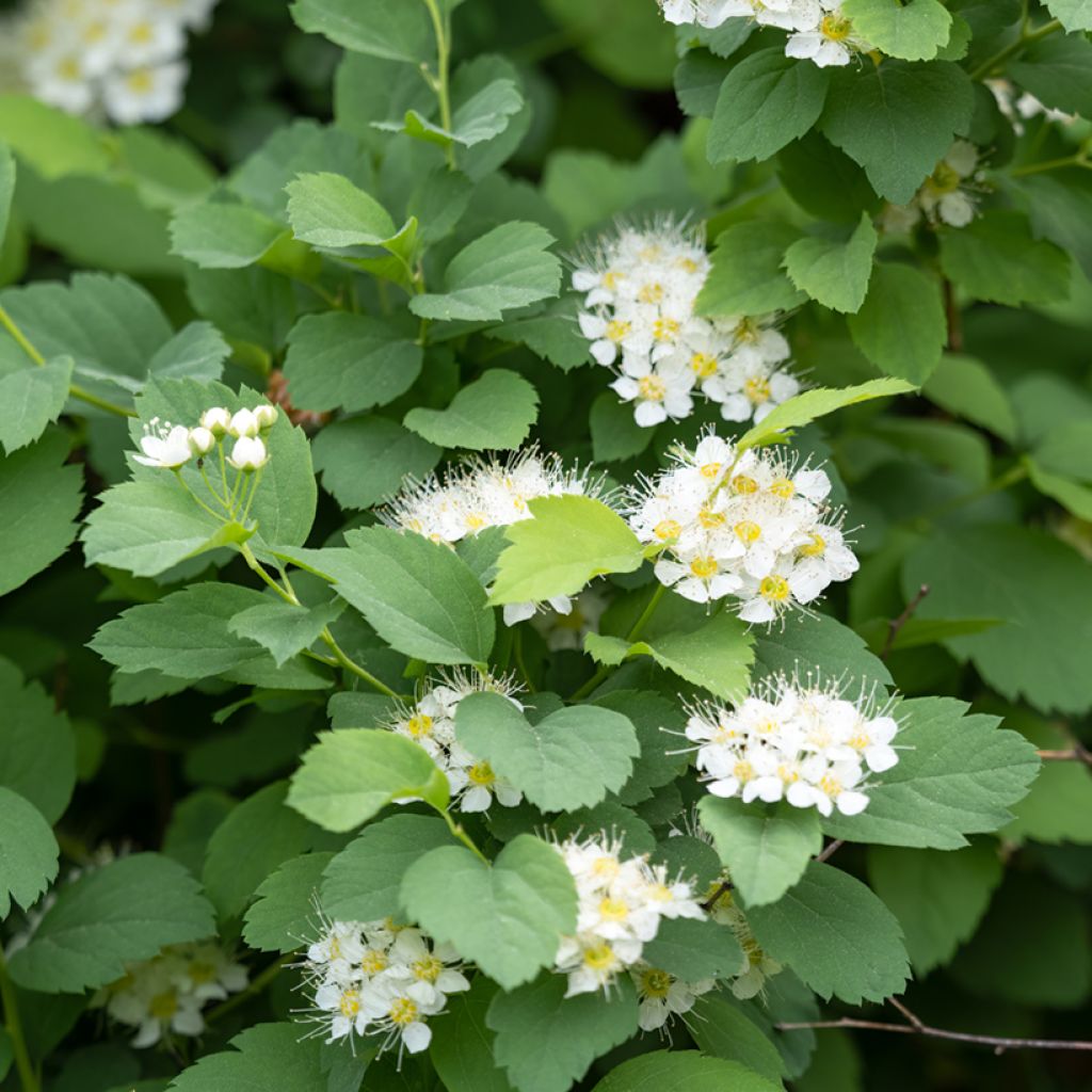 Spiraea chamaedryfolia - Spirée à feuilles de petit-chêne