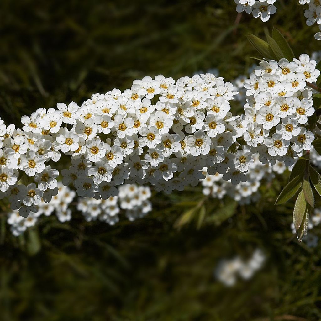 Spiraea cinerea Grefsheim - Spirée arguta Grefsheim