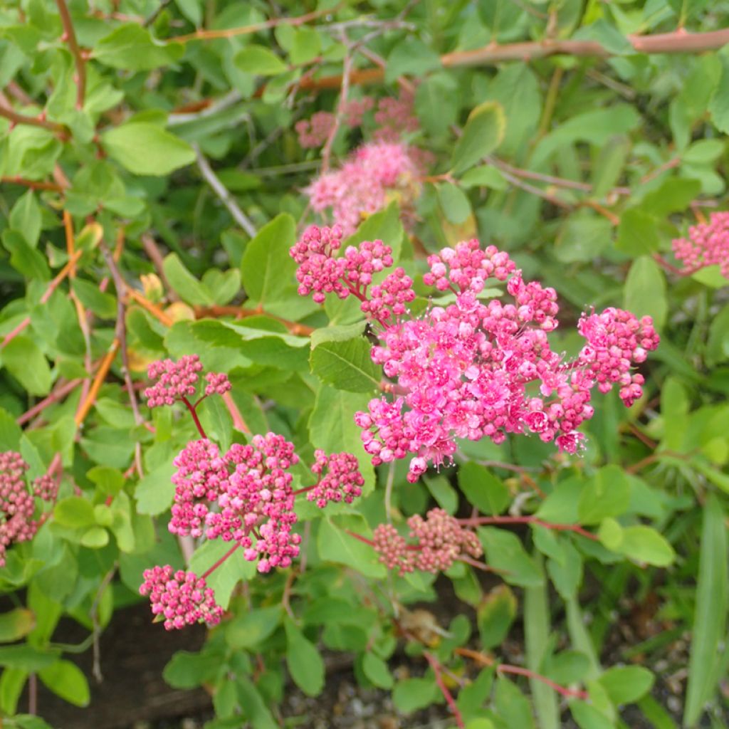 Spiraea densiflora (= splendens) - Spirée à fleurs denses