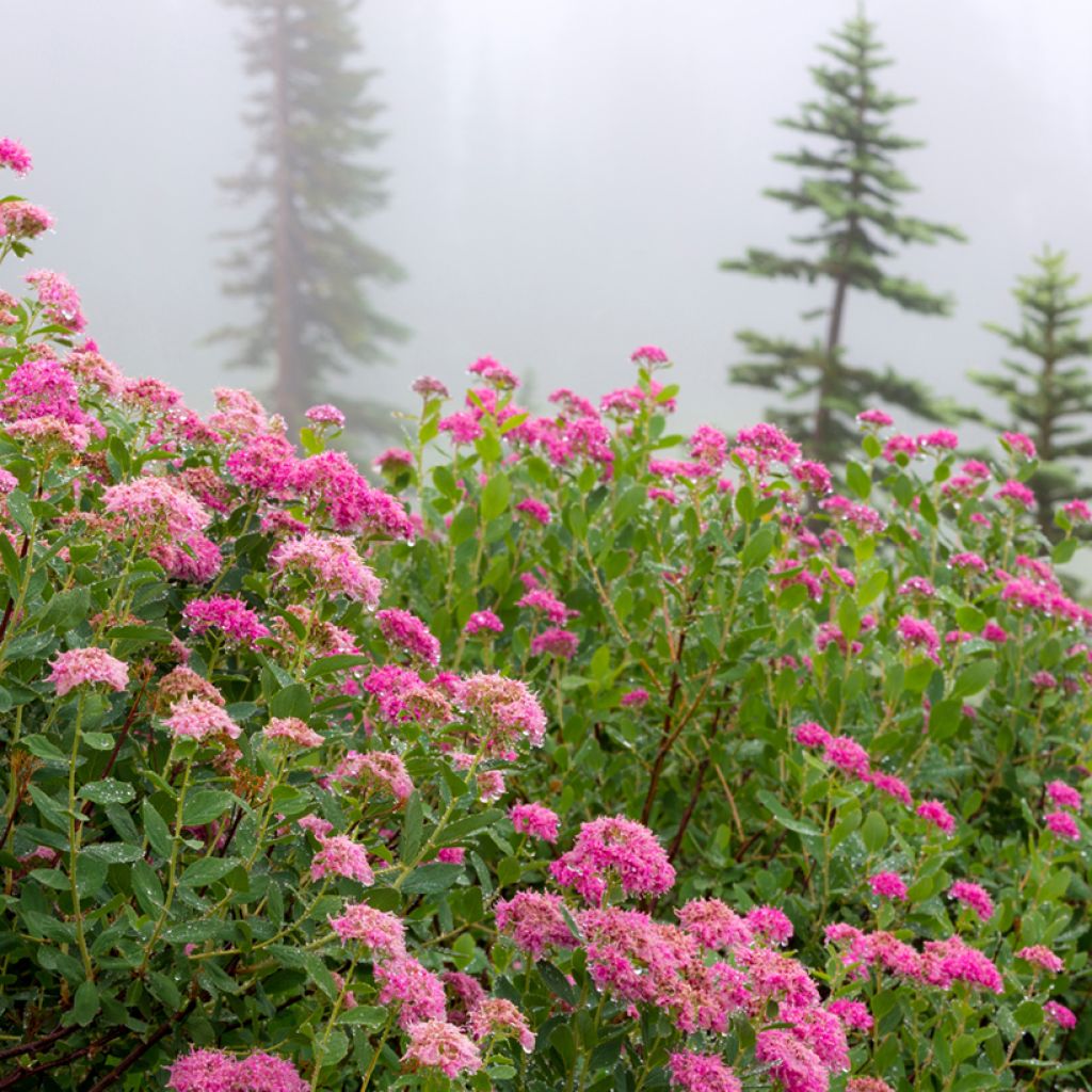 Spiraea densiflora (= splendens) - Spirée à fleurs denses