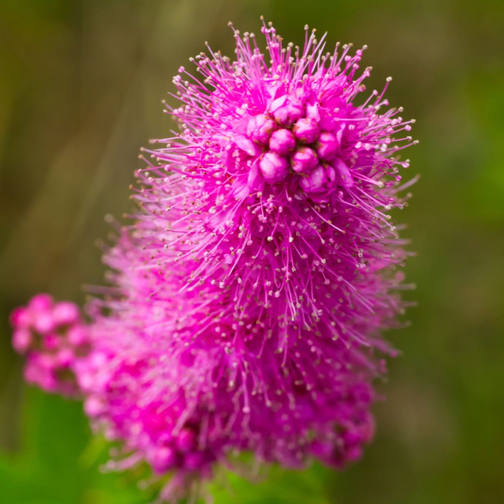 Spiraea douglasii - Spirée de Douglas