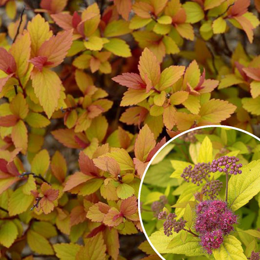 Spiraea japonica Little Flame - Spirée japonaise