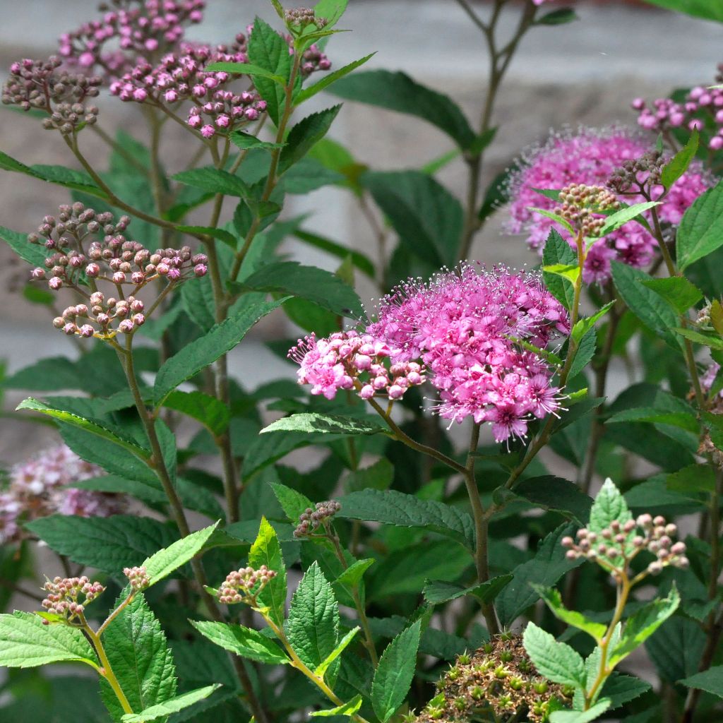 Spirée japonaise Double Play Artist - Spiraea japonica