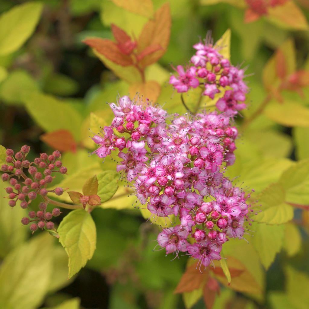 Spirée japonaise - Spiraea japonica Pink & Gold