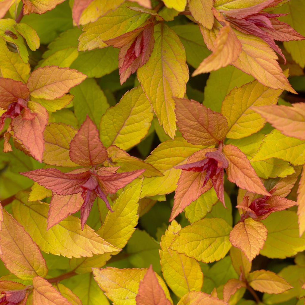 Spirée japonaise - Spiraea japonica Pink & Gold