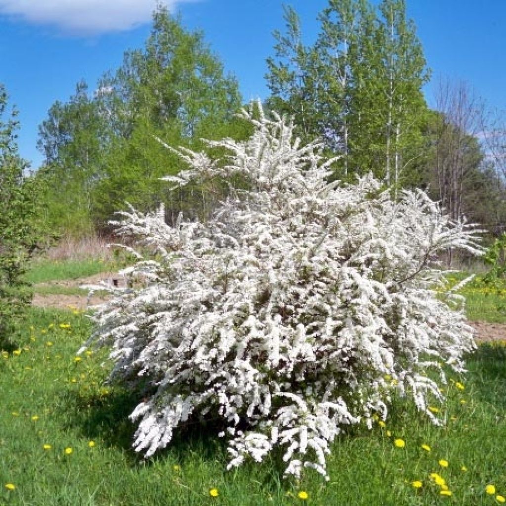 Spiraea prunifolia - Spirée à feuilles de Prunier