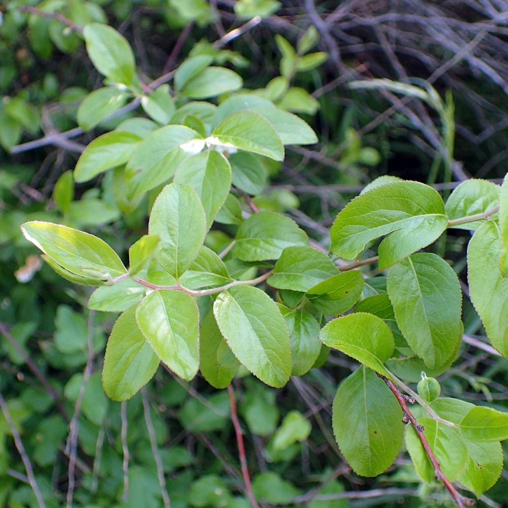 Spiraea prunifolia - Spirée à feuilles de Prunier