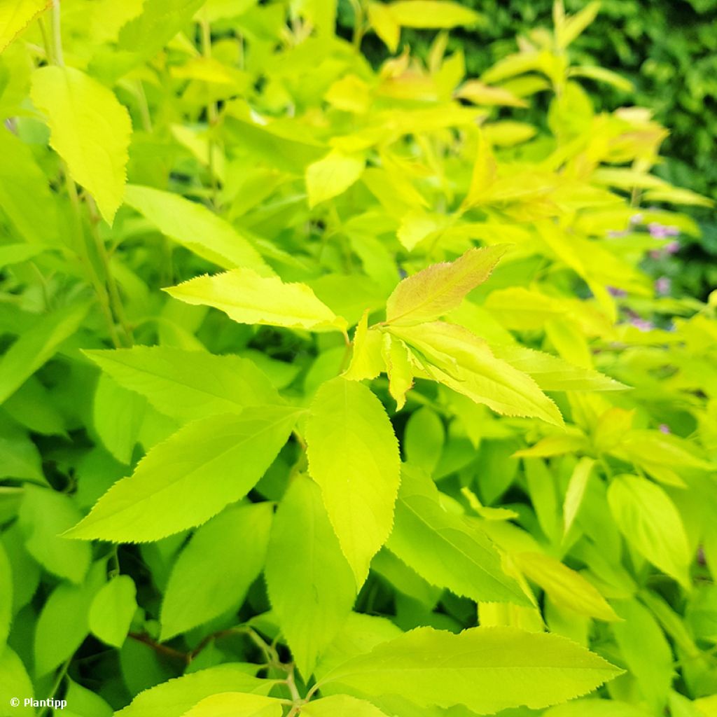 Spiraea prunifolia Goldfire (Golden Bar) - Spirée à feuilles de prunier