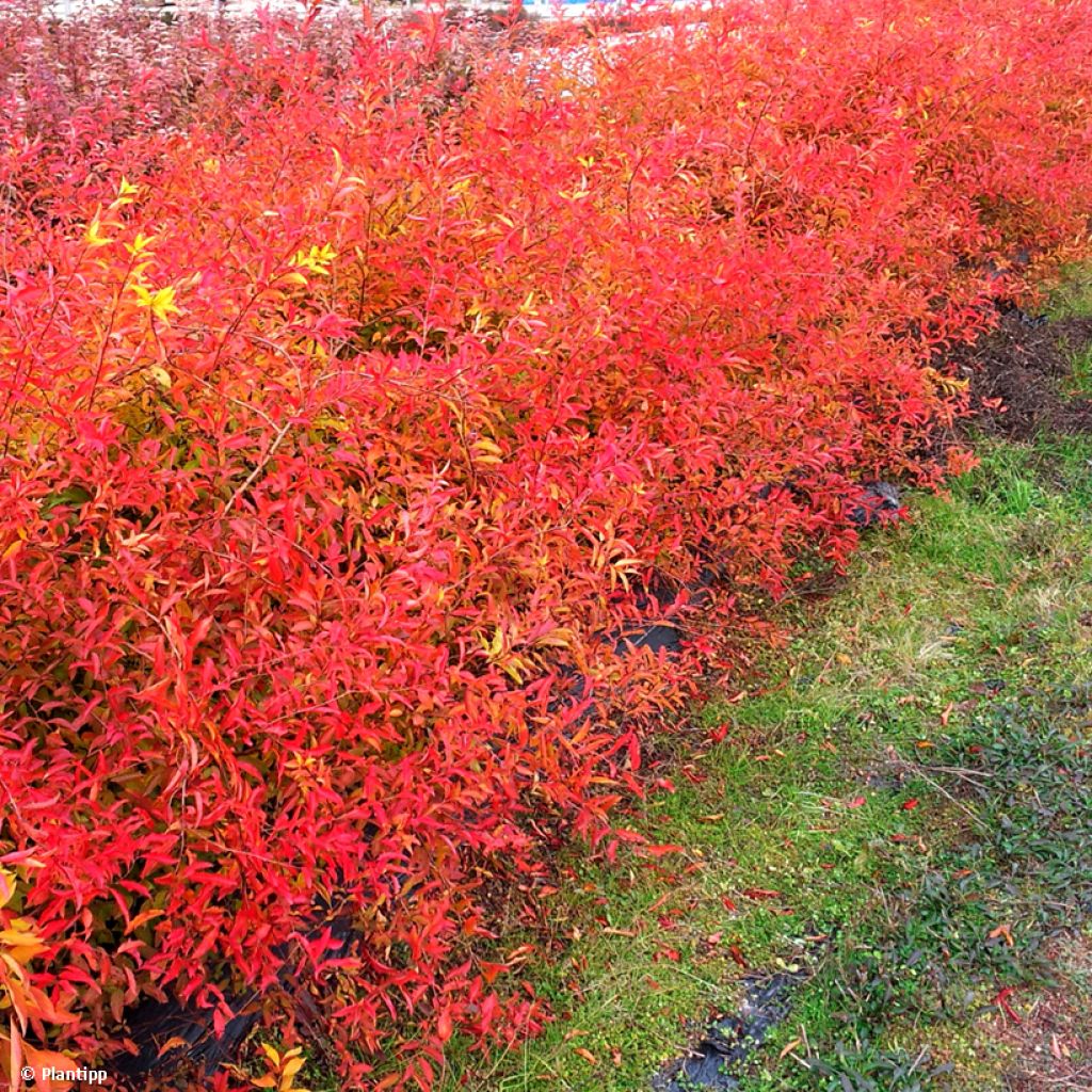 Spiraea prunifolia Goldfire (Golden Bar) - Spirée à feuilles de prunier