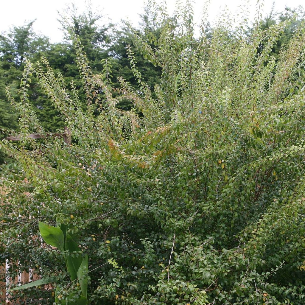 Spiraea prunifolia Plena - Spirée blanche