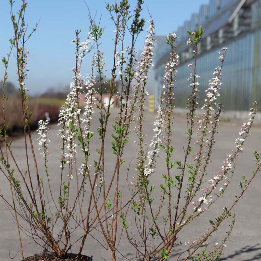 Spiraea thunbergii Fujino Pink - Spirée de Thunberg