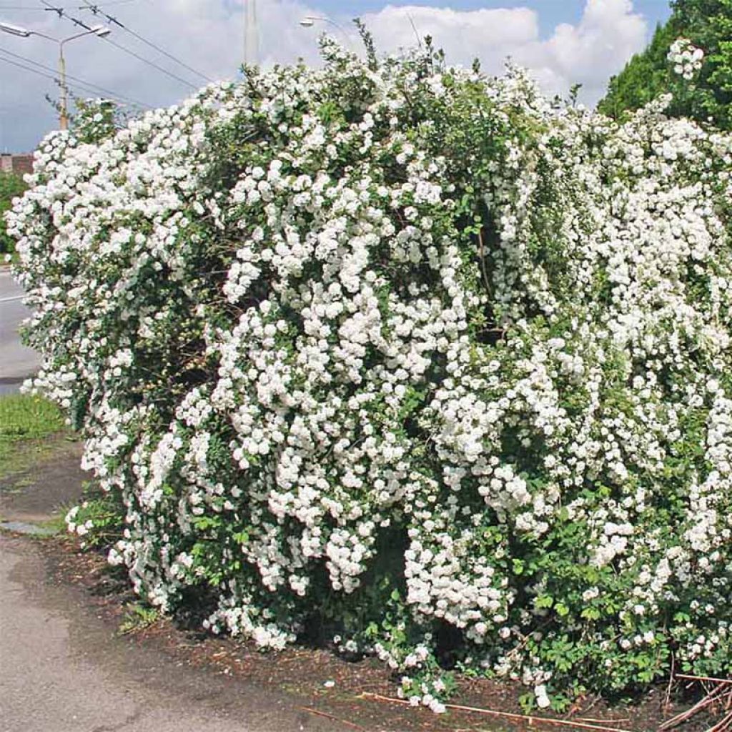 Spiraea vanhouttei - Spirée de Van Houtte