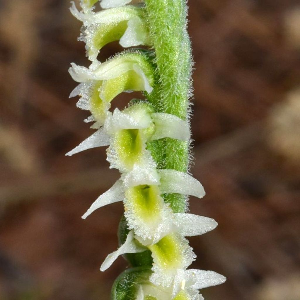 Spiranthes ochroleuca - Orchidée terrestre