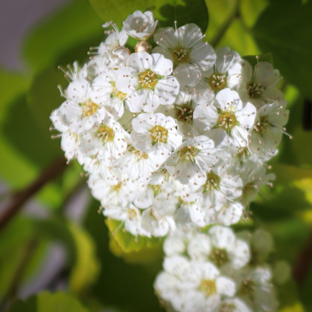 Spirée à feuilles de bouleau - Spiraea betulifolia Island