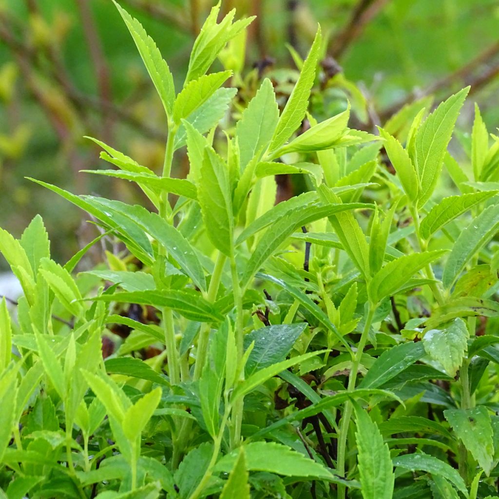 Spirée japonaise Albiflora - Spiraea japonica