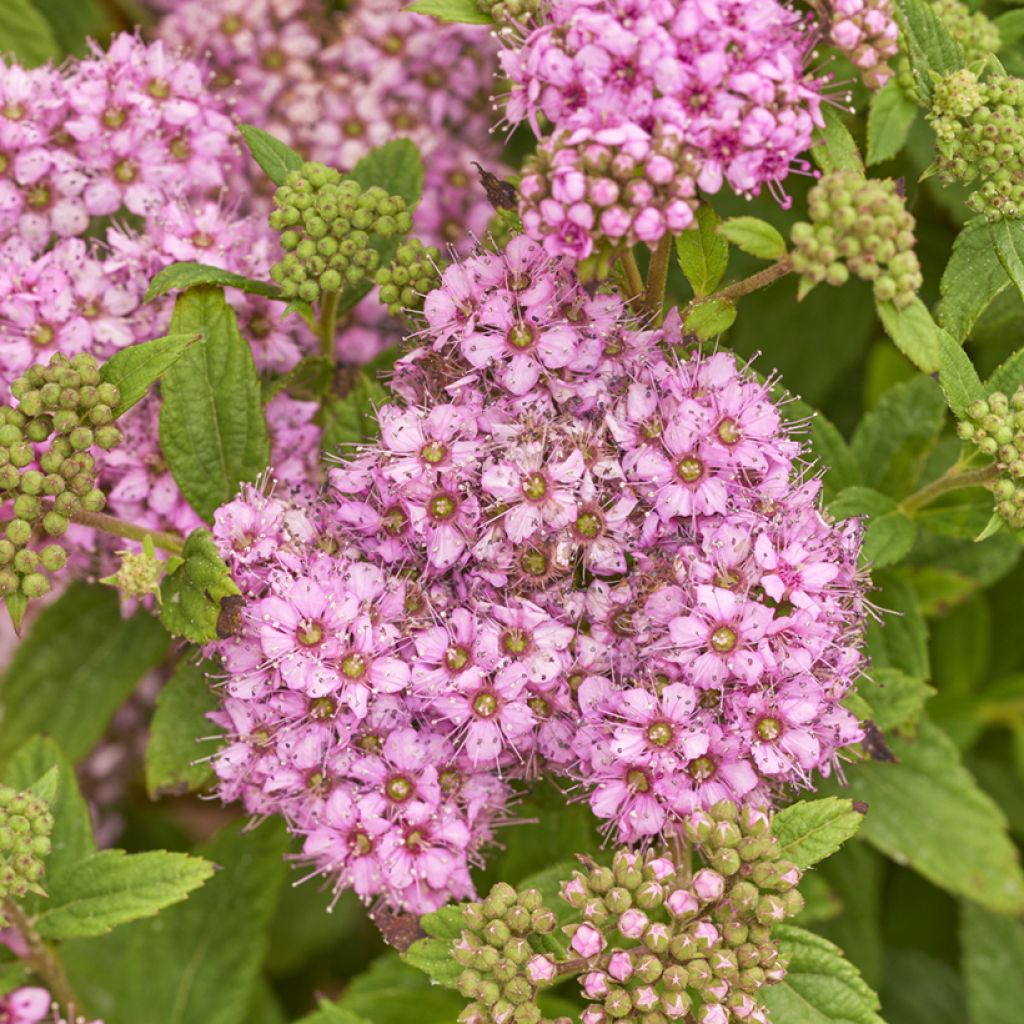 Spirée japonaise naine Fenna - Spiraea japonica