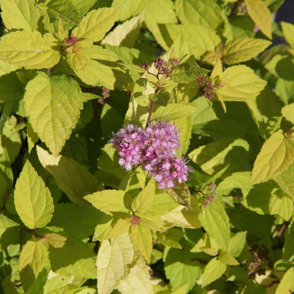 Spirée japonaise Goldmound -  Spiraea japonica