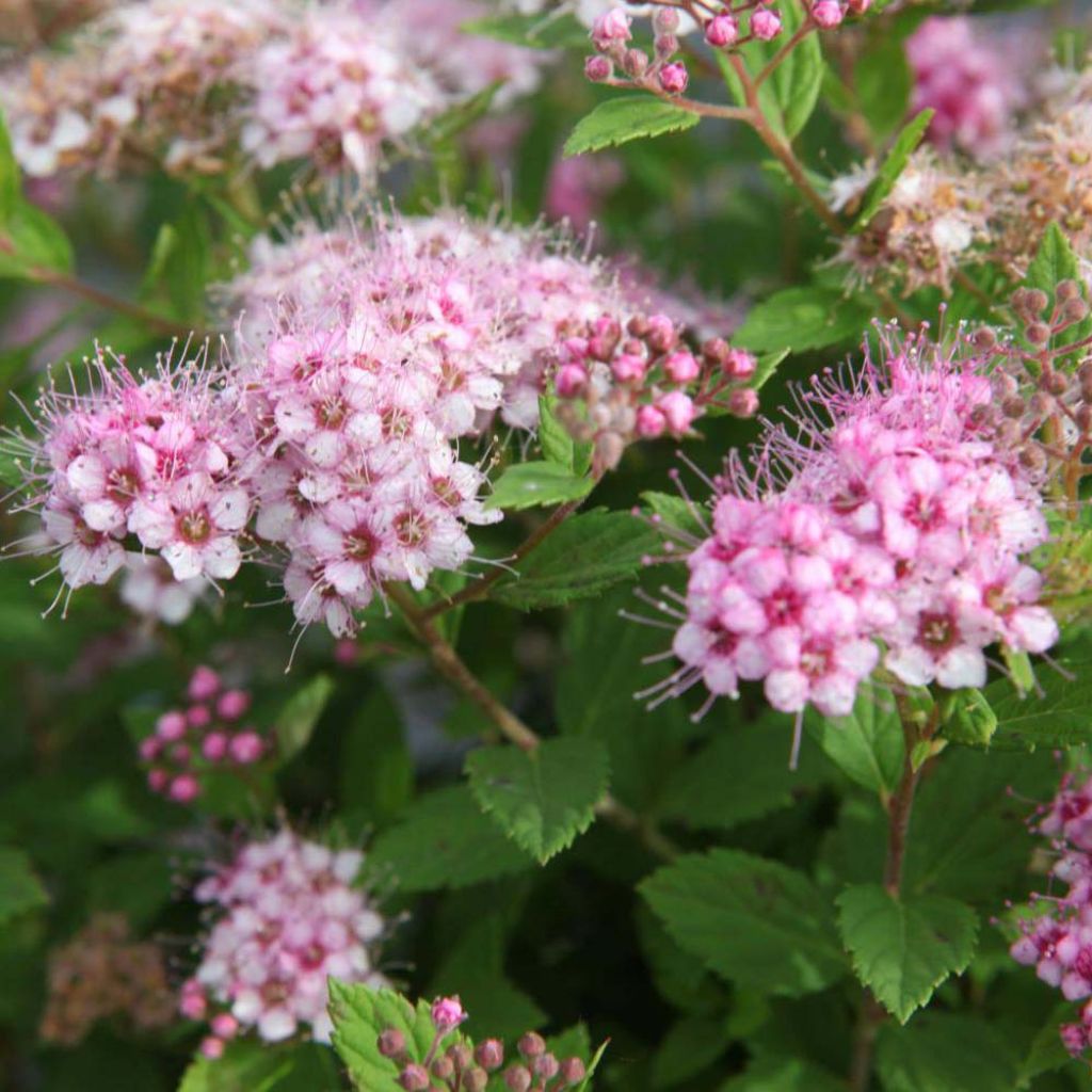 Spirée japonaise Little Princess - Spiraea japonica