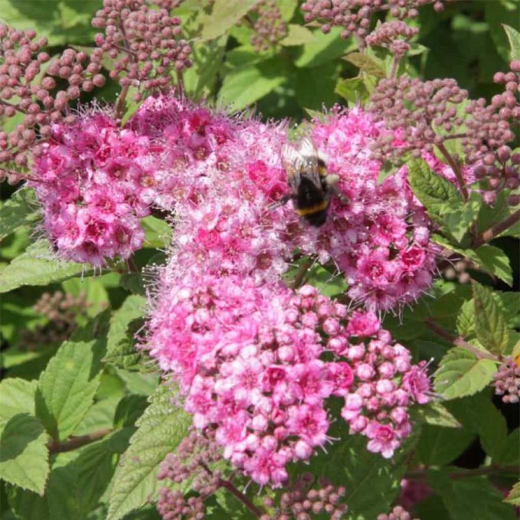 Spirée japonaise Little Princess - Spiraea japonica