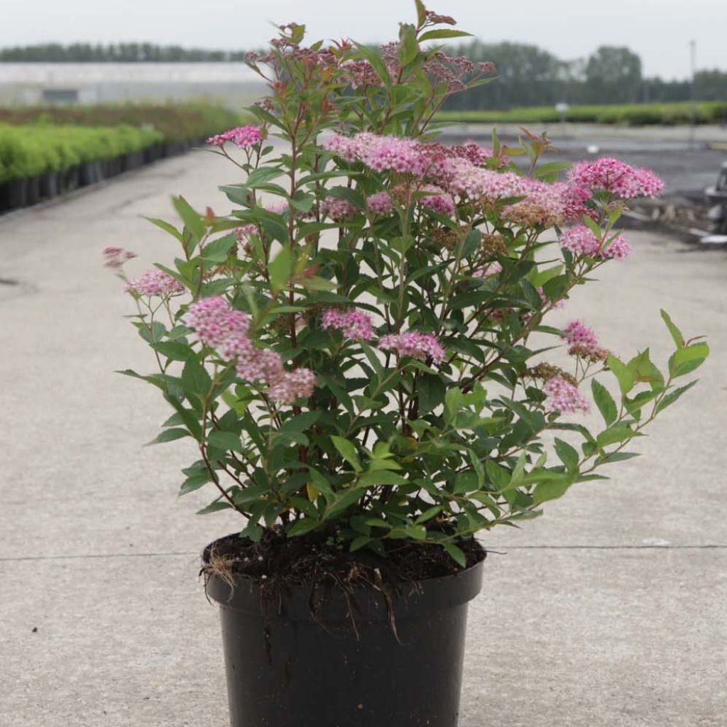 Spirée japonaise Little Princess - Spiraea japonica